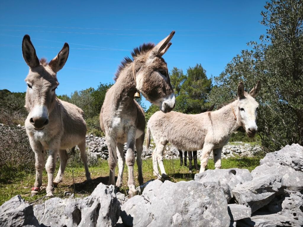 Donkeys on Hvar island in rural landscape with stone walls and olive groves